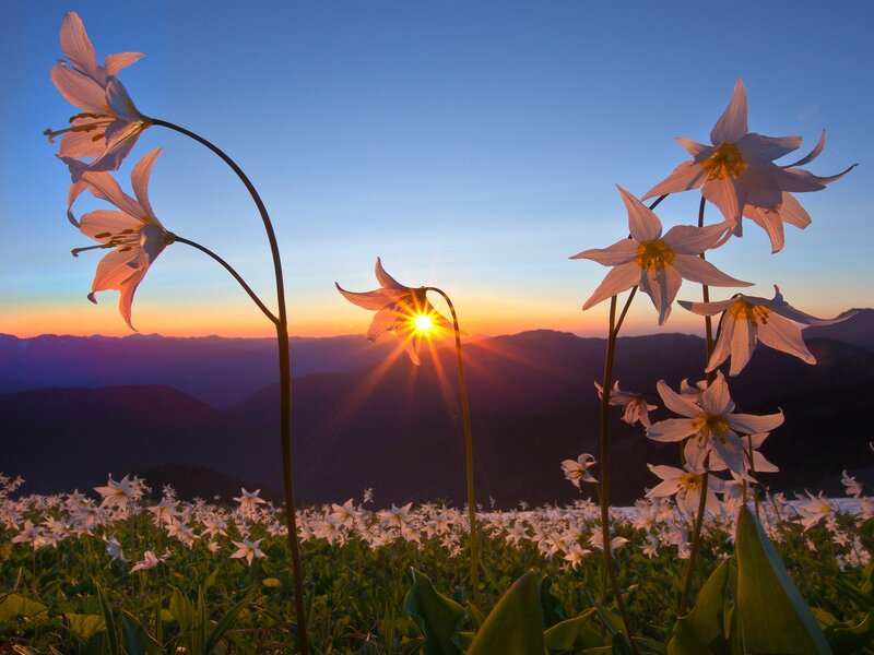 White Flowers in Field — Blue, Serene, Sunrise