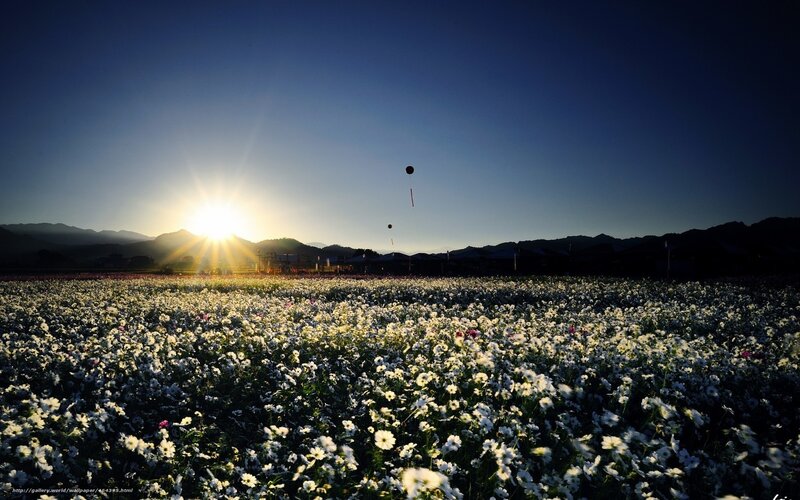 White Flowers in Field — Blue, Serene, Sunset
