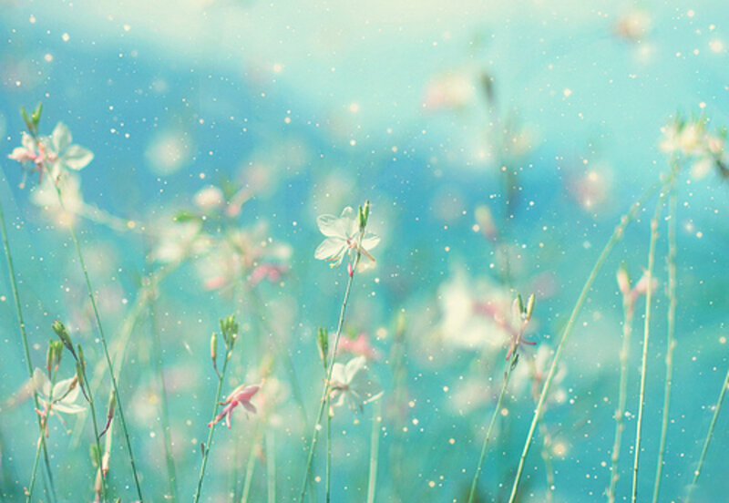 White Flowers in Field — Blue
