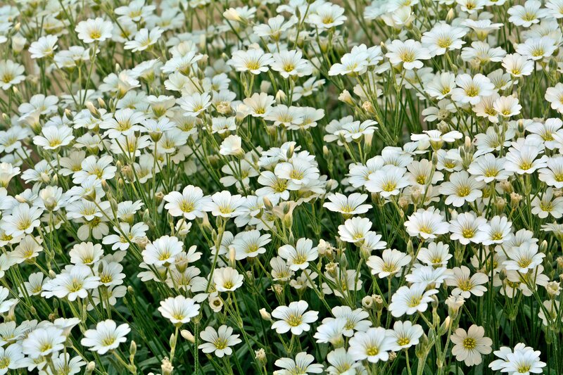 White Flowers in Field — Calm