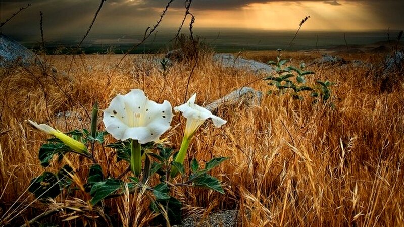 White Flowers in Field — Dramatic