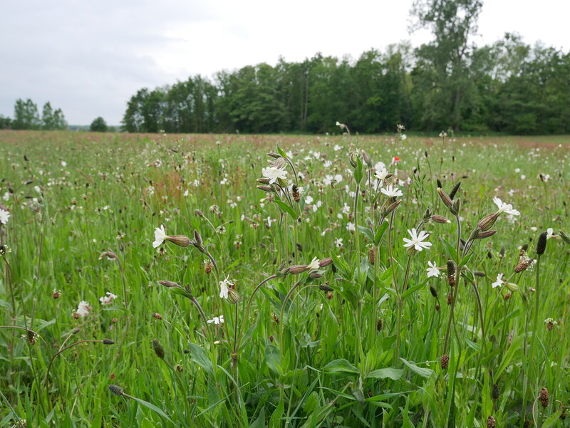 White Flowers in Field — Green, Serene, Afternoon, Photograph, Grass