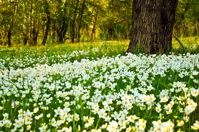White Flowers in Field — Green, Serene, Afternoon, Photograph