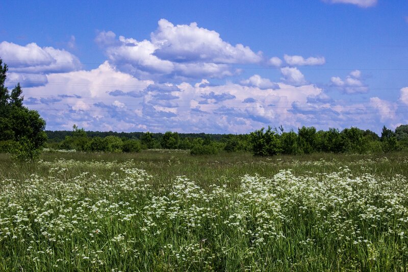 White Flowers in Field — Green, Serene, Afternoon, Photograph, Trees, Clouds