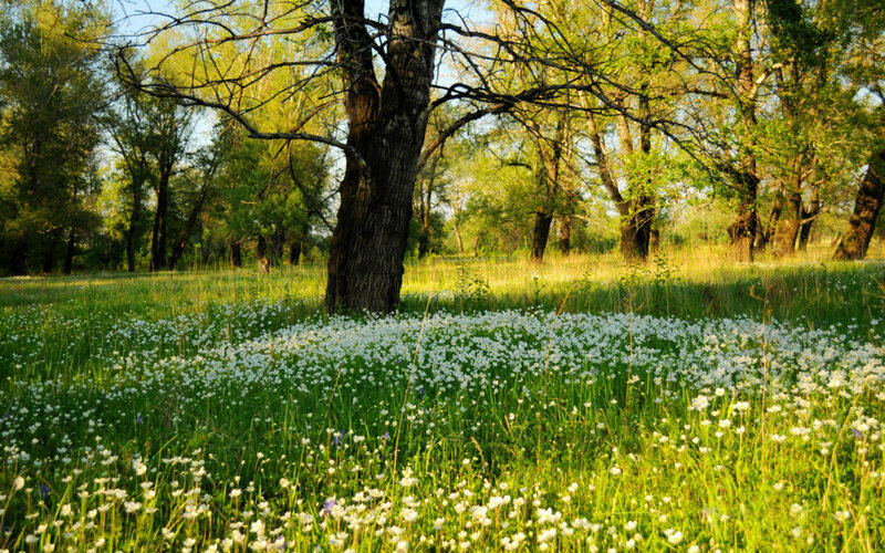 White Flowers in Field — Green, Serene, Afternoon, Photograph, Trees