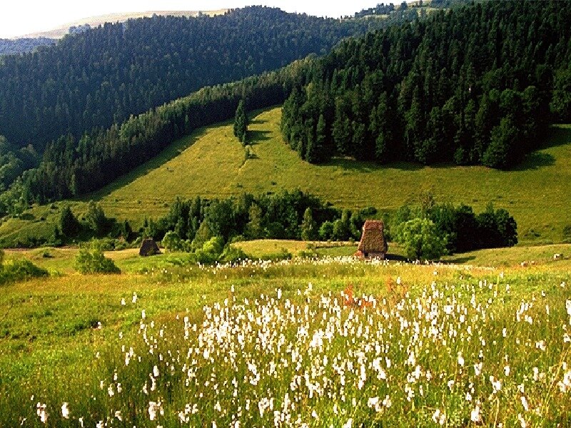 White Flowers in Field — Green, Serene, Afternoon