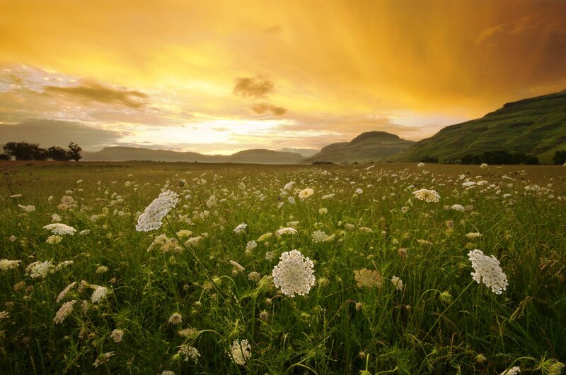 White Flowers in Field — Green, Serene, Sunset