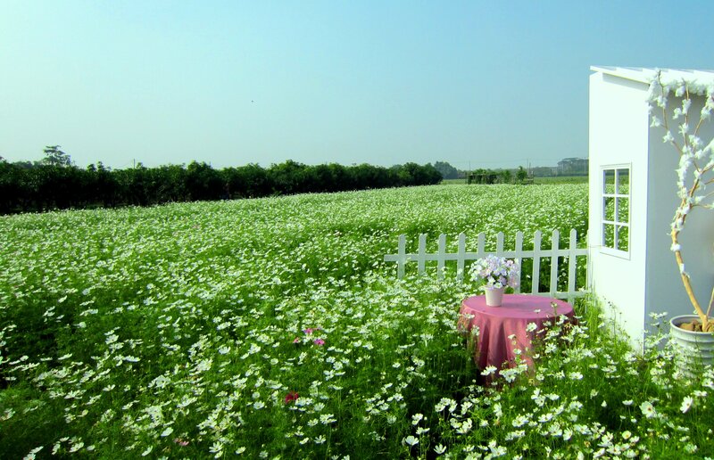 White Flowers in Field — Green, Serene