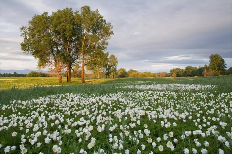 White Flowers in Field — Green