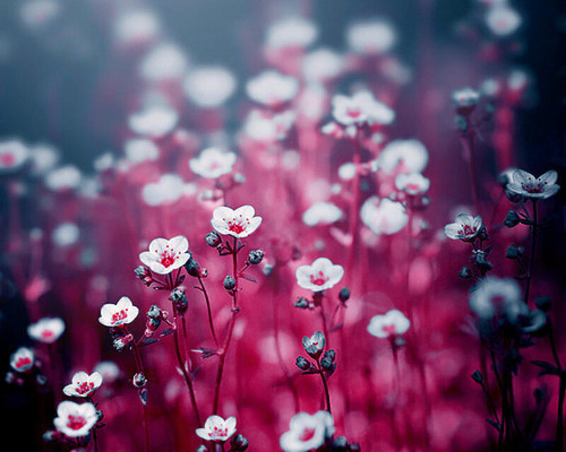 White Flowers in Field — Pink, Dreamy