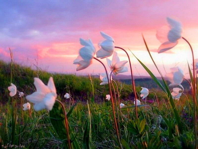 White Flowers in Field — Pink