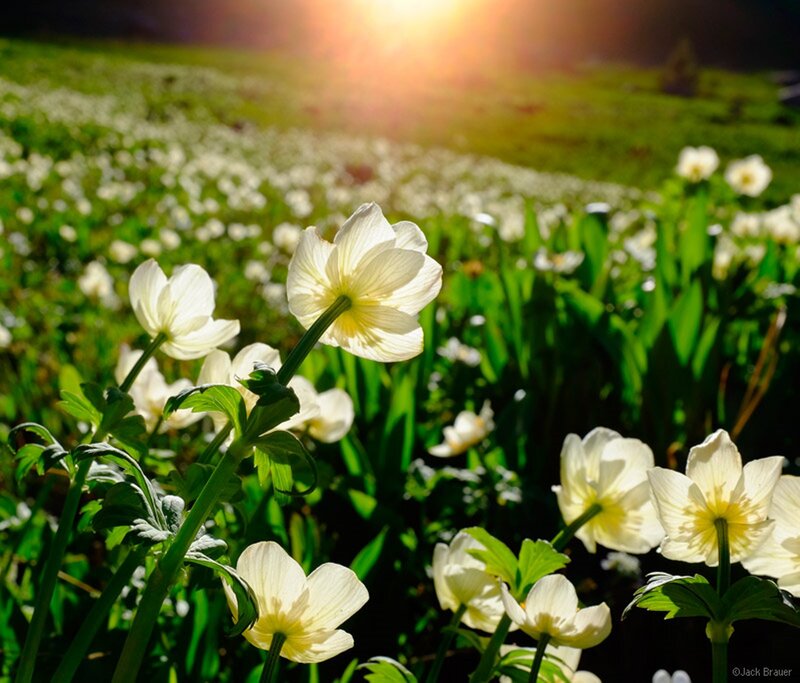 White Flowers in Field — Serene, Afternoon