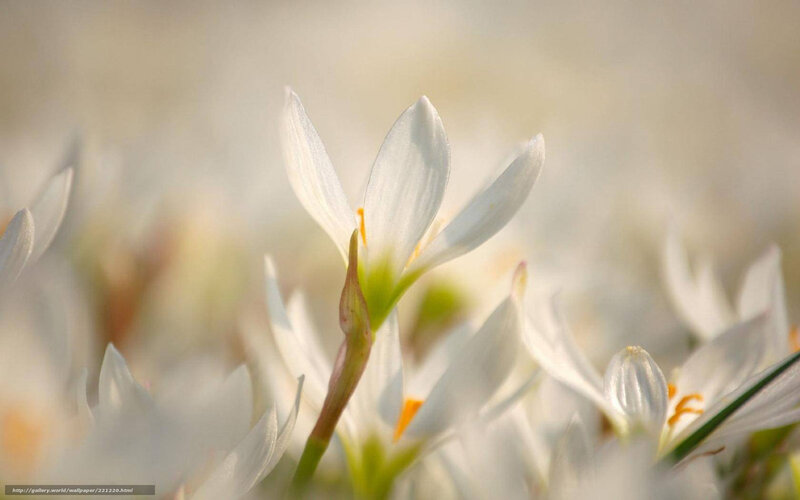White Flowers in Field — Serene, Morning