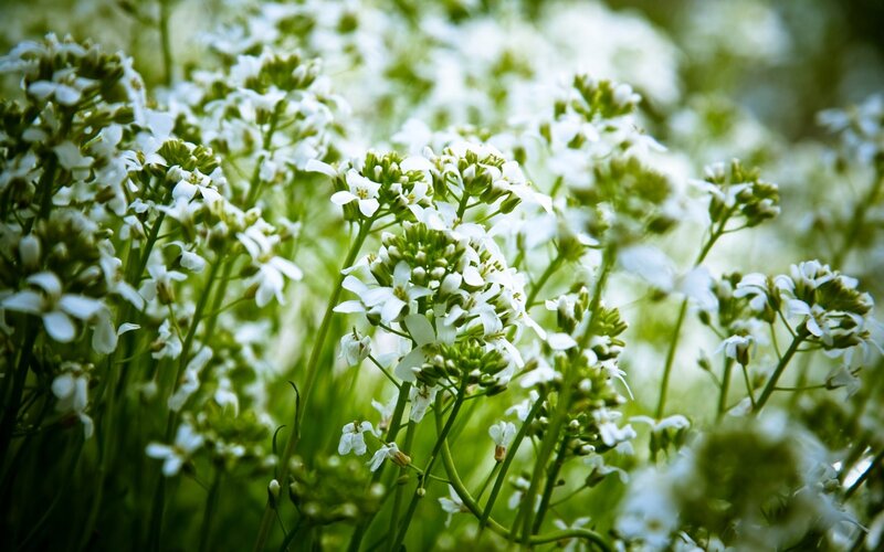 White Flowers in Field — Serene, Spring, Photograph, Green Stems, Blossoms