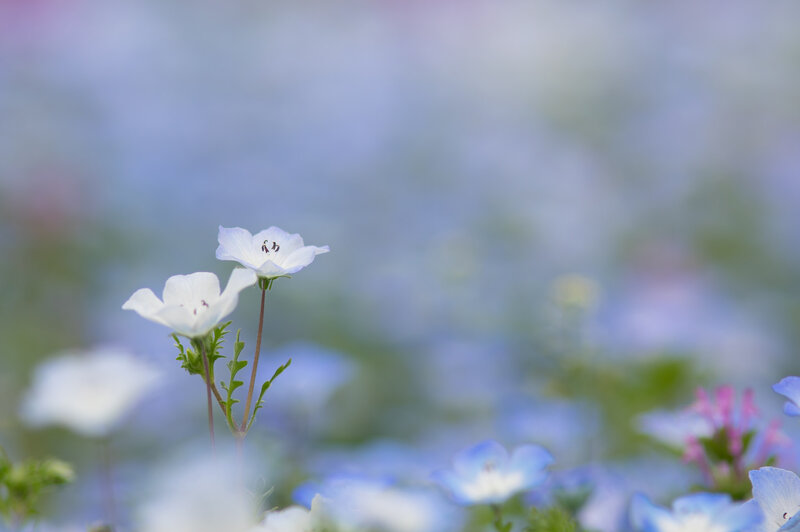 White Flowers in Field — Serene, Spring, Photograph
