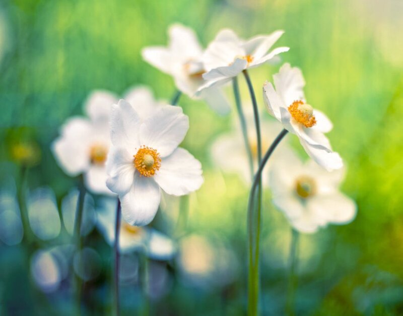 White Flowers in Field — Serene, Spring