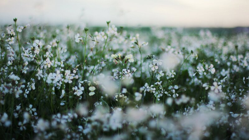 White Flowers in Field — Serene, Sunset