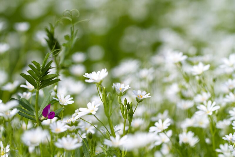 White Flowers in Field — Serene