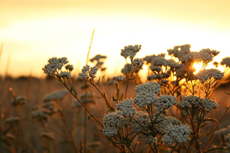 White Flowers in Field — Yellow, Serene