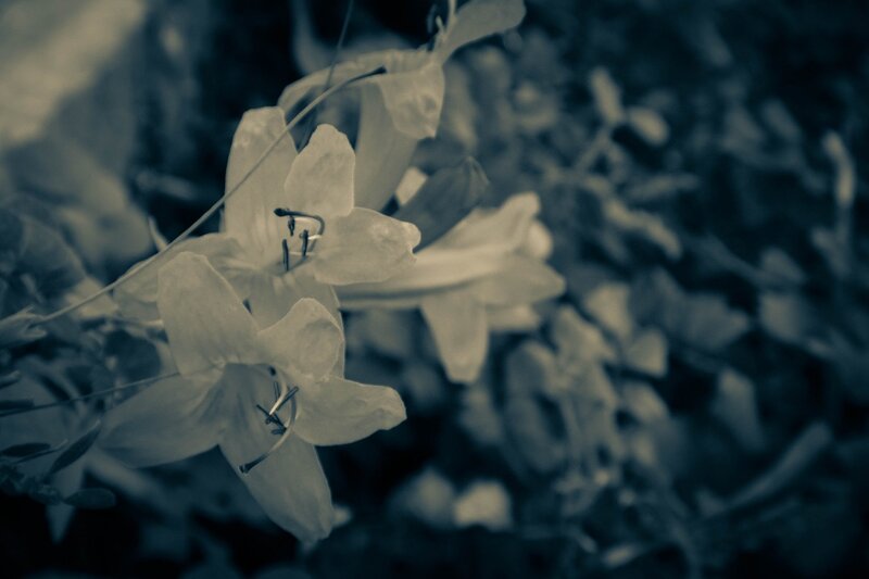 White Flowers in Focus — Blue
