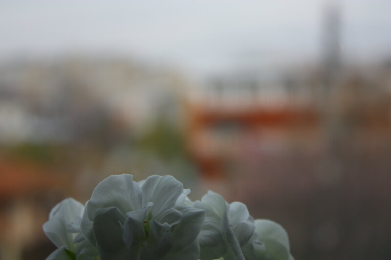 White Flowers in Focus