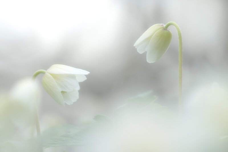 White Flowers in Fog — Serene