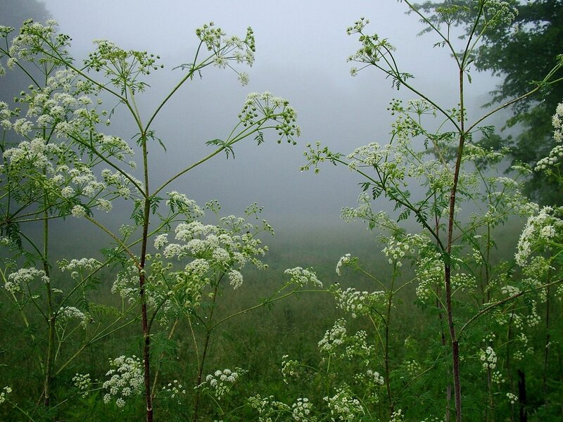 White Flowers in Fog