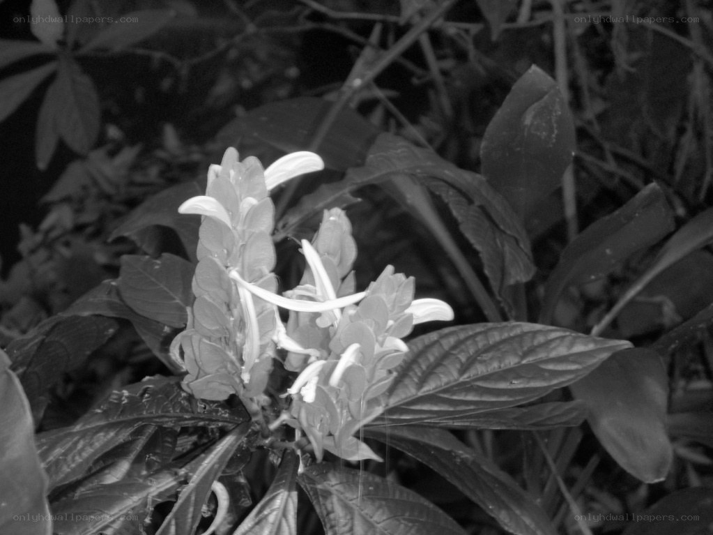 white flowers in foliage