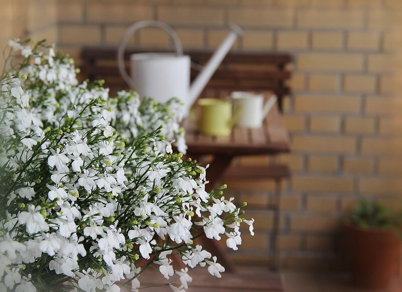 White Flowers in Foreground — Serene, Afternoon