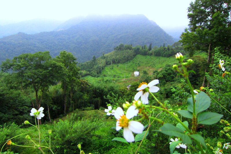 White Flowers in Foreground