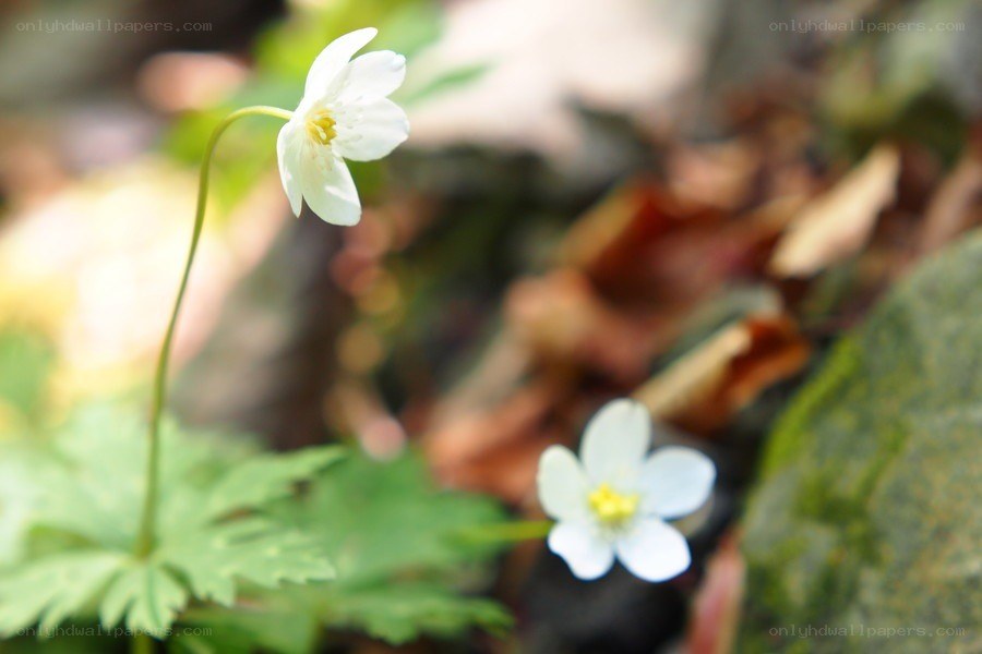 White flowers in forest