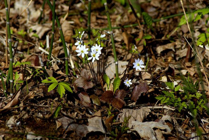White Flowers in Forest — Brown