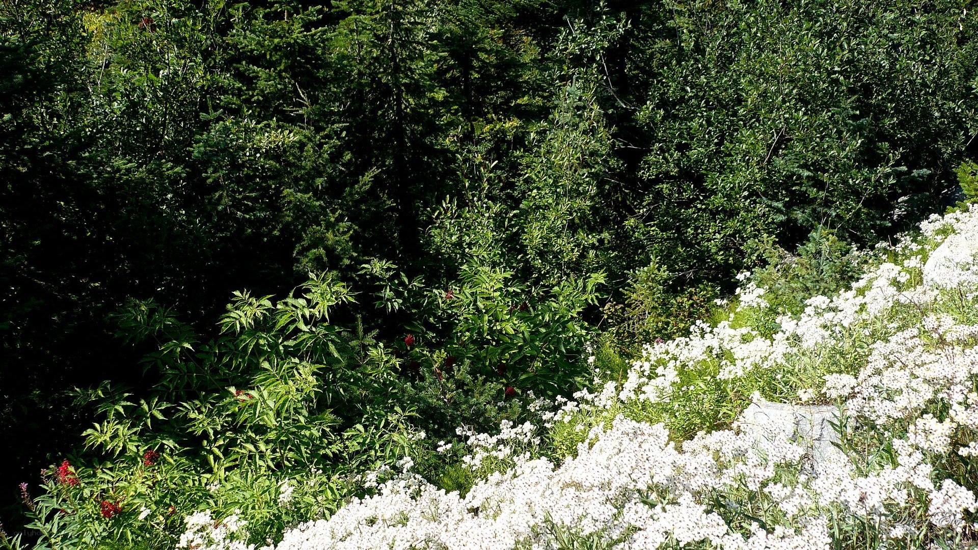 white flowers in forest clearing