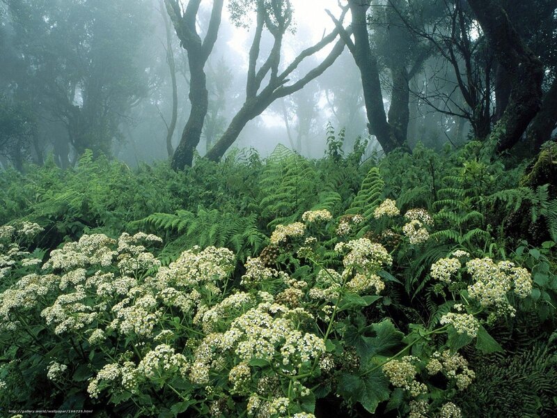 White Flowers in Forest — Green, Misty, Photograph