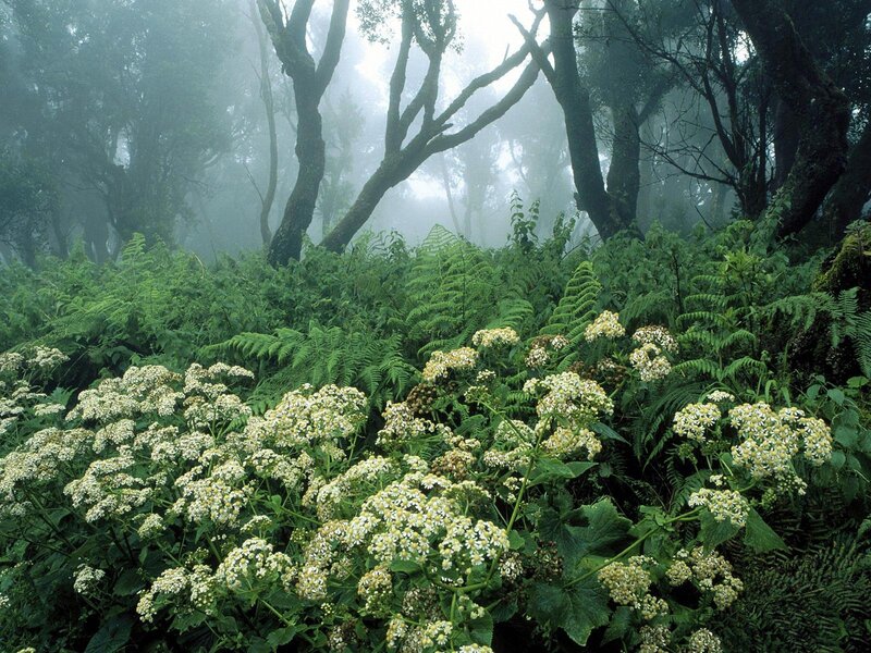 White Flowers in Forest — Green, Misty
