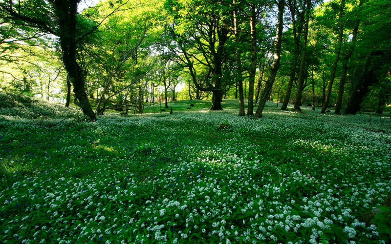 White Flowers in Forest — Green, Serene, Afternoon, Photograph