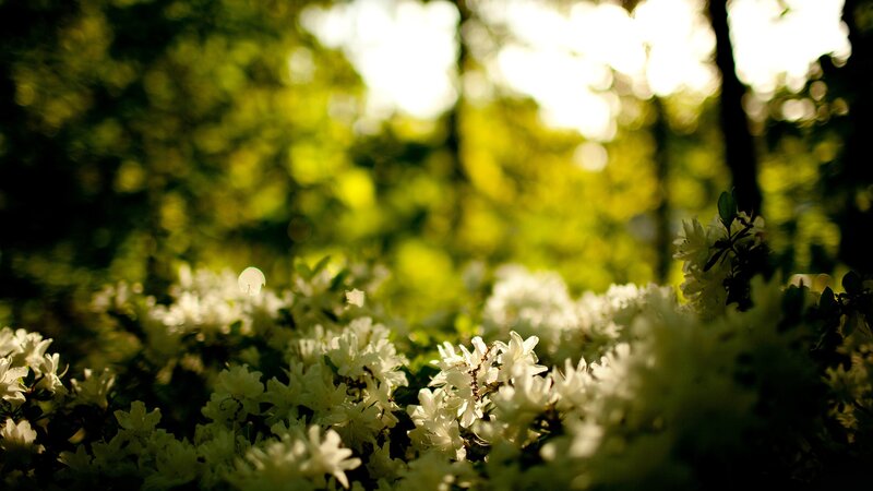 White Flowers in Forest — Green, Serene, Afternoon, Photograph, Trees