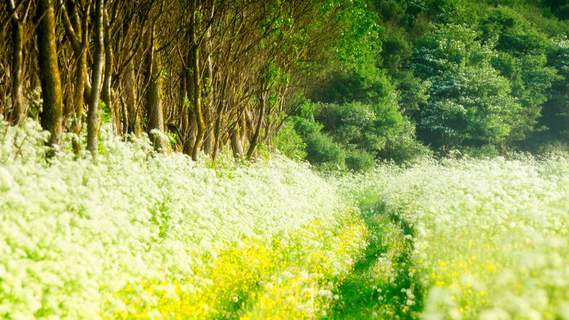 White Flowers in Forest — Green, Serene, Afternoon
