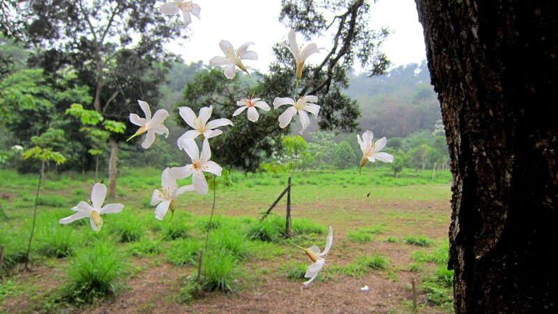 White Flowers in Forest — Green, Serene, Morning, Photograph