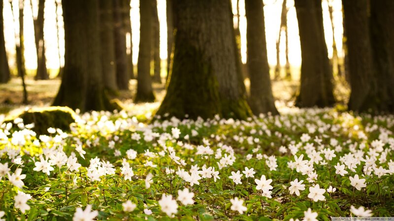 White Flowers in Forest — Green, Serene, Morning, Photograph, Trees, Moss