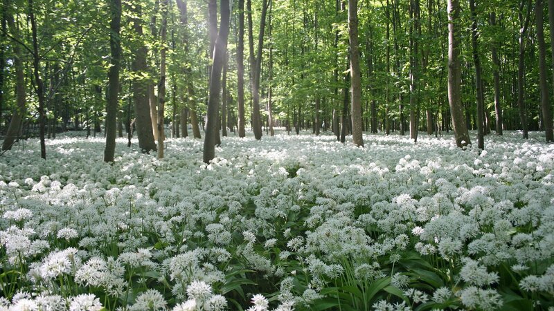 White Flowers in Forest — Green, Serene, Morning, Photograph, Trees, Sunlight