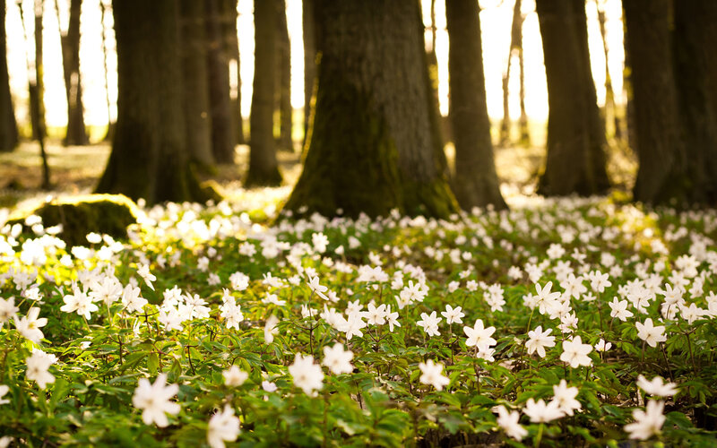 White Flowers in Forest — Green, Serene, Morning