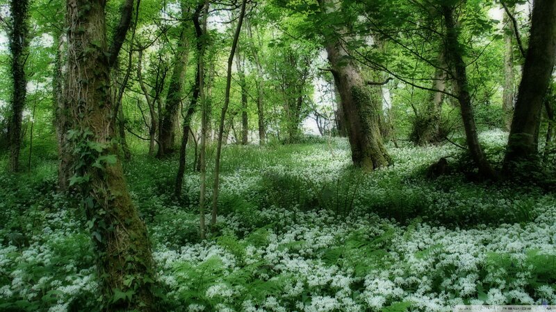 White Flowers in Forest — Green, Serene, Spring, Photograph
