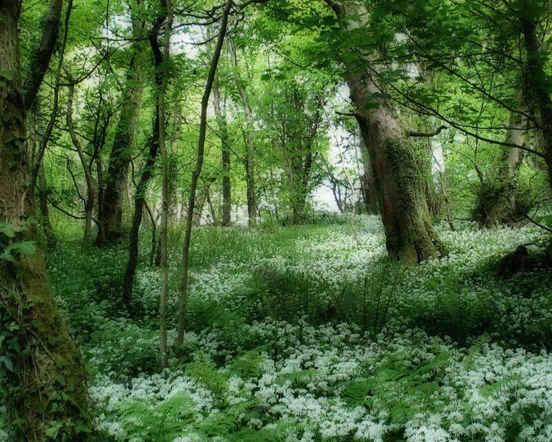 White Flowers in Forest — Green, Serene, Spring, Photograph, Trees, Ferns