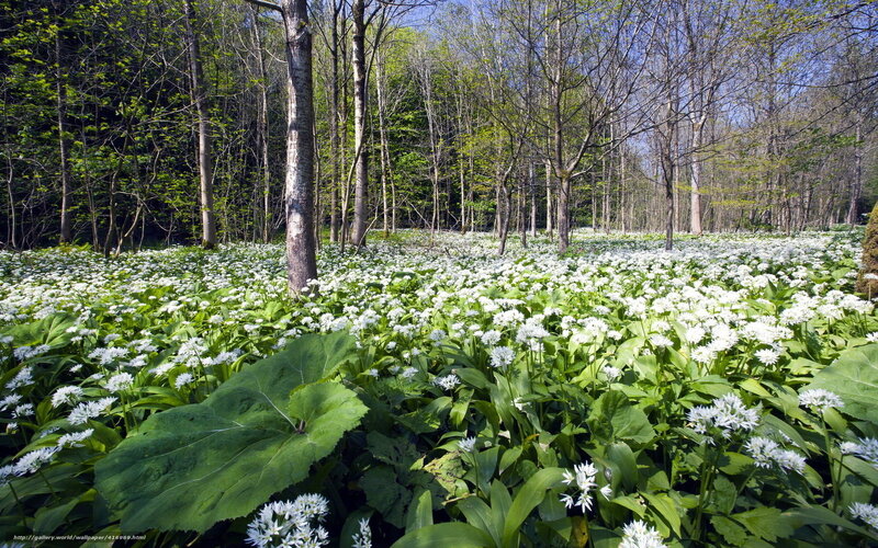 White Flowers in Forest — Green, Serene, Spring, Photograph, Trees, Forest Floor, Sunlight