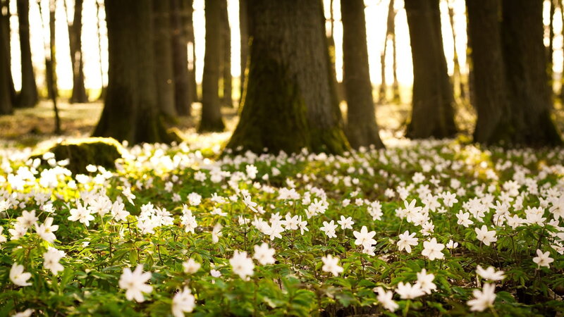 White Flowers in Forest — Green, Serene, Spring, Photograph, Trees, Moss