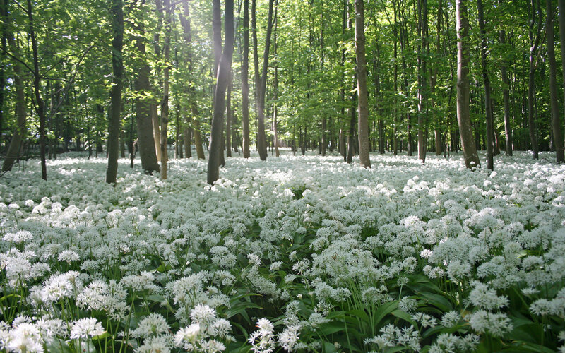 White Flowers in Forest — Green, Serene, Spring, Photograph, Trees