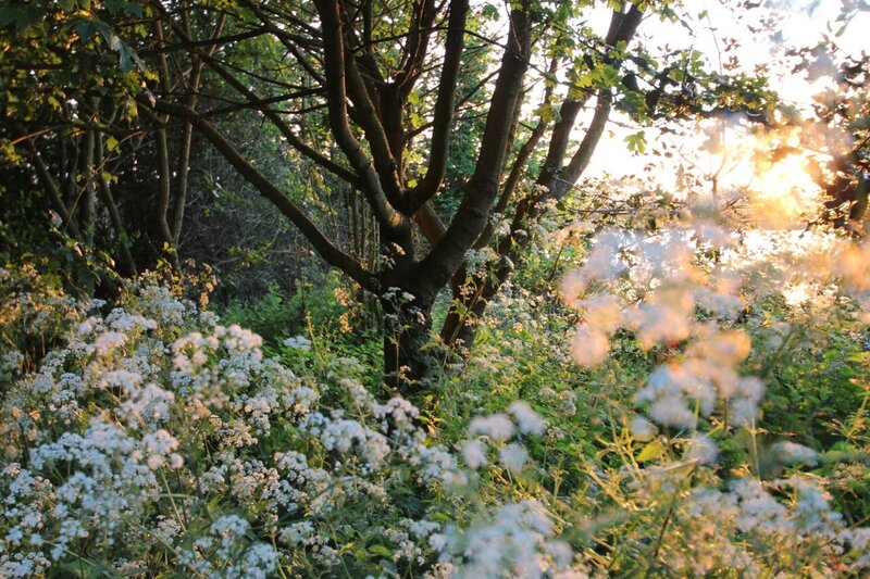 White Flowers in Forest — Green, Serene, Sunset