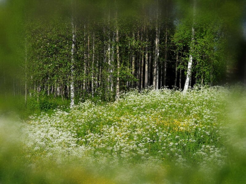 White Flowers in Forest — Green, Serene