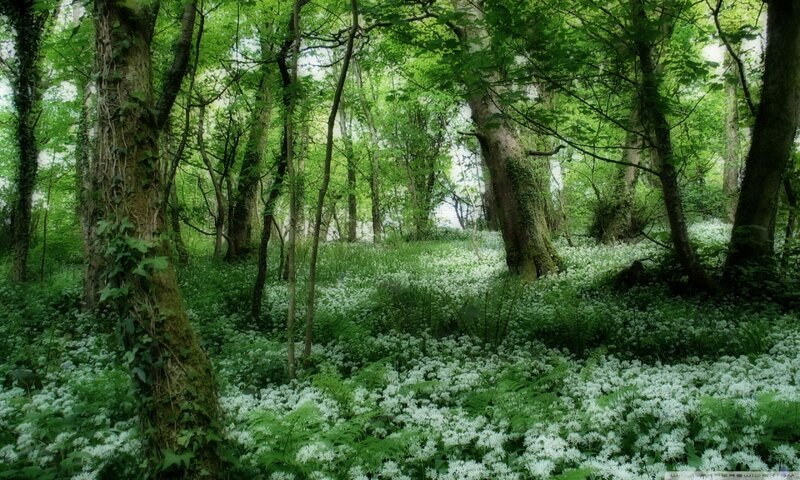 White Flowers in Forest — Green